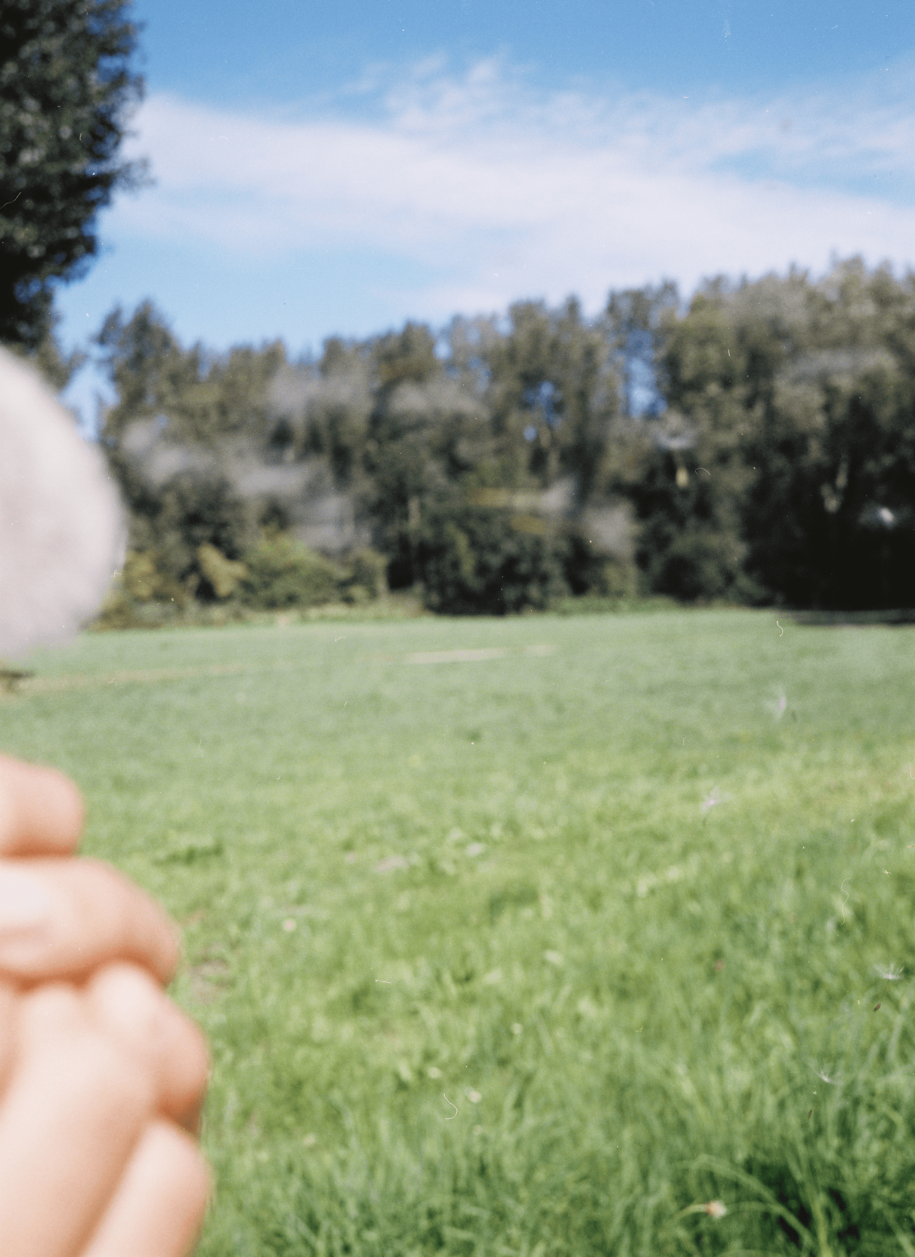 Dandelion in a field